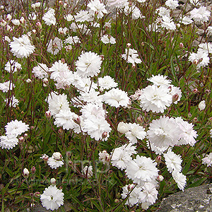 Silene Alpestris Flore Pleno