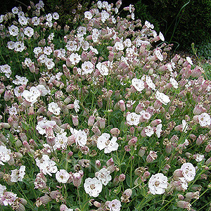 Silene Maritima Rosea