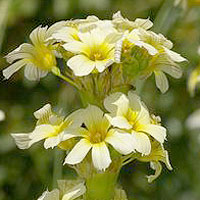 Sisyrinchium Striatum 'Aunt May'