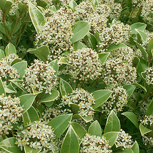 Skimmia Japonica
