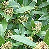 Skimmia Kew Green