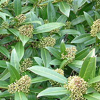 Skimmia 'Kew Green' - Skimmia