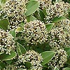 Skimmia Japonica - Fragrans