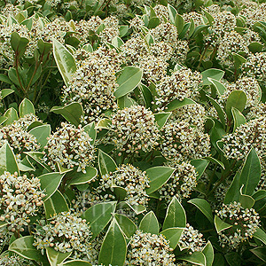 Skimmia Japonica 'Fragrans' - Skimmia