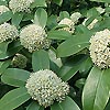 Skimmia - Fragrant Cloud