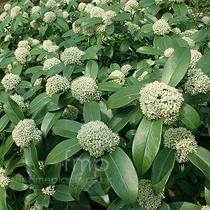 Skimmia 'Fragrant Cloud' - Skimmia