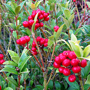 Skimmia Japonica