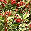 Skimmia Japonica - Chilan Choice