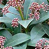 Skimmia Japonica - Rubella