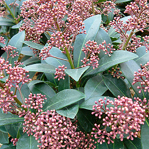 Skimmia Japonica 'Rubella' - Skimmia