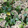 Skimmia Japonica - Scarlet Dwarf