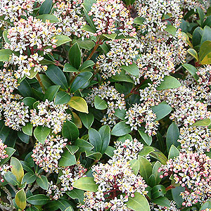 Skimmia Japonica 'Scarlet Dwarf' - Skimmia