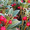 Skimmia Japonica - Red Ridinghood