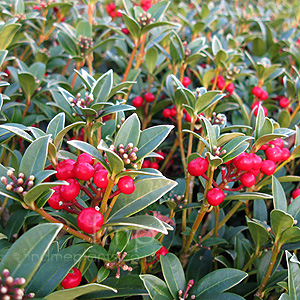 Skimmia Japonica 'Red Ridinghood' - Skimmia