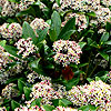 Skimmia Japonica - Ruby Dome