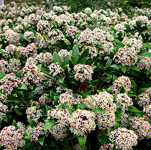 Skimmia Japonica 'Ruby Dome' - Skimmia