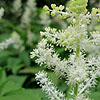 Smilacina Racemosa - Wisley Spangles