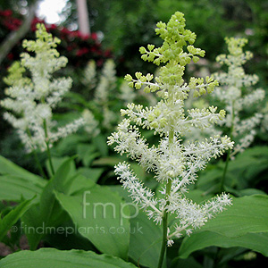 Smilacina Racemosa 'Wisley Spangles' - Smilacina