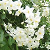 Solanum Jasminoides - Album