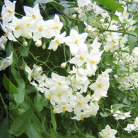 Solanum Jasminoides - Potato Vine