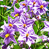 Solanum Crispum - Glasnevin