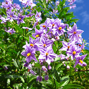 Solanum Crispum 'Glasnevin' - Chilean Potato Tree