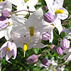 Solanum Jasminoides - Album