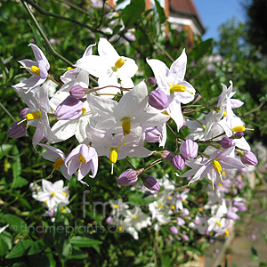 Solanum Jasminoides 'Album' - Potato Vine