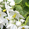 Solanum Jasminoides - Aureovariegata