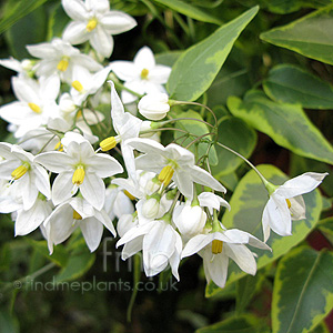 Solanum Jasminoides 'Aureovariegata'