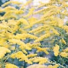 Solidago - Golden Wings