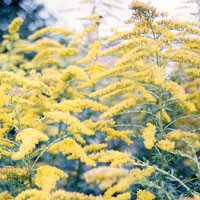 Solidago 'Golden Wings' - Golden Rod