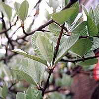 Sorbus Aria - Whitebeam