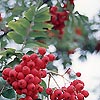 Sorbus Aucuparia