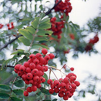 Sorbus Aucuparia - Mountain Ash