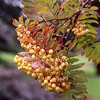 Sorbus 'Joseph Rock'