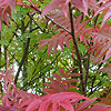 Sorbus Commixta