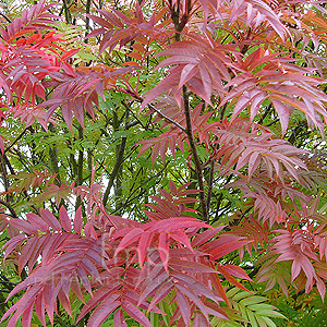 Sorbus Commixta