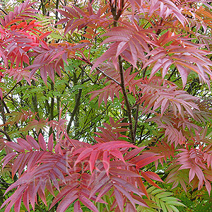 Sorbus Commixta