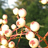 Sorbus Hupehensis