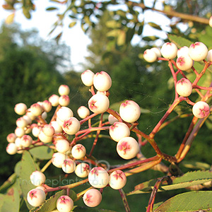 Sorbus Hupehensis