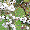 Sorbus Koehneana