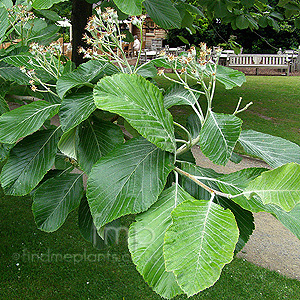 Sorbus Aria 'Magnifica'