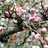 Sorbus Microphylla