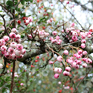 Sorbus Microphylla