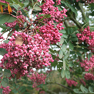 Sorbus Hupehensis 'Obtusa'