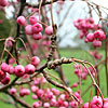 Sorbus Pseudovilmorinii