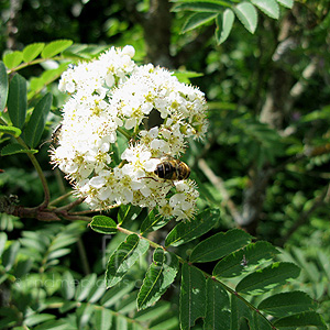 Sorbus 'Sunshine'