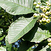 Sorbus Thibetica