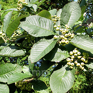 Sorbus Thibetica